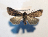  ( - AOC Lep 01864)  @11 [ ] Copyright (2021) A.S. Ortiz Unspecified