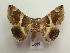  ( - AOC Lep 01875)  @11 [ ] Copyright (2021) A.S. Ortiz Unspecified
