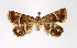  ( - AOC Lep 01893)  @11 [ ] Copyright (2021) A.S. Ortiz Unspecified