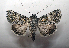  ( - AOC Lep 01907)  @11 [ ] Copyright (2021) A.S. Ortiz Unspecified