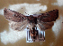  ( - AOC Lep 01908)  @11 [ ] Copyright (2021) A.S. Ortiz Unspecified