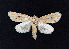  ( - AOC Lep 01919)  @11 [ ] Copyright (2021) A.S. Ortiz Unspecified