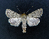  ( - AOC Lep 01928)  @11 [ ] Copyright (2021) A.S. Ortiz Unspecified