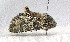  ( - AOC Lep 01944)  @11 [ ] Copyright (2021) A.S. Ortiz Unspecified