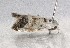  ( - AOC Lep 01947)  @11 [ ] Copyright (2021) A.S. Ortiz Unspecified