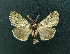  ( - AOC Lep 01984)  @11 [ ] Copyright (2021) A.S. Ortiz Unspecified