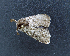  ( - AOC Lep 01985)  @11 [ ] Copyright (2021) A.S. Ortiz Unspecified