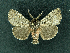  ( - AOC Lep 01986)  @11 [ ] Copyright (2021) A.S. Ortiz Unspecified