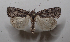  ( - AOC Lep 02000)  @11 [ ] Copyright (2021) A.S. Ortiz Unspecified