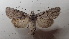  ( - AOC Lep 02003)  @11 [ ] Copyright (2021) A.S. Ortiz Unspecified