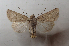  ( - AOC Lep 02006)  @11 [ ] Copyright (2021) A.S. Ortiz Unspecified
