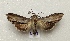 ( - AOC Lep 02024)  @11 [ ] Copyright (2021) A.S. Ortiz Unspecified