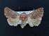  ( - AOC Lep 02044)  @11 [ ] Copyright (2021) A.S. Ortiz Unspecified