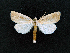  ( - AOC Lep 02062)  @11 [ ] Copyright (2021) A.S. Ortiz Unspecified