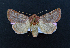  ( - AOC Lep 02084)  @11 [ ] Copyright (2021) A.S. Ortiz Unspecified