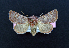  ( - AOC Lep 02085)  @11 [ ] Copyright (2021) A.S. Ortiz Unspecified