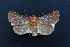  ( - AOC Lep 02086)  @11 [ ] Copyright (2021) A.S. Ortiz Unspecified
