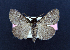  ( - AOC Lep 02087)  @11 [ ] Copyright (2021) A.S. Ortiz Unspecified