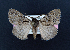  ( - AOC Lep 02088)  @11 [ ] Copyright (2021) A.S. Ortiz Unspecified