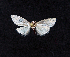  (Nola tutulella - AOC Lep 02095)  @11 [ ] Copyright (2021) A.S. Ortiz Unspecified
