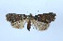  ( - AOC Lep 02106)  @11 [ ] Copyright (2021) A.S. Ortiz Unspecified