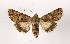  ( - AOC Lep 02115)  @11 [ ] Copyright (2021) A.S. Ortiz Unspecified