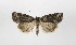 ( - AOC Lep 02117)  @11 [ ] Copyright (2021) A.S. Ortiz Unspecified