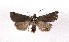 ( - AOC Lep 02125)  @11 [ ] Copyright (2021) A.S. Ortiz Unspecified