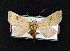  ( - AOC Lep 02131)  @11 [ ] Copyright (2021) A.S. Ortiz Unspecified