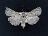  ( - AOC Lep 02136)  @11 [ ] Copyright (2021) A.S. Ortiz Unspecified