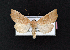  ( - AOC Lep 02138)  @11 [ ] Copyright (2021) A.S. Ortiz Unspecified