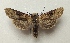  ( - AOC Lep 02147)  @11 [ ] Copyright (2021) A.S. Ortiz Unspecified