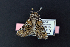  ( - AOC Lep 02149)  @11 [ ] Copyright (2021) A.S. Ortiz Unspecified
