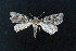  ( - AOC Lep 02157)  @11 [ ] Copyright (2021) A.S. Ortiz Unspecified