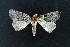  ( - AOC Lep 02158)  @11 [ ] Copyright (2021) A.S. Ortiz Unspecified