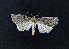  ( - AOC Lep 02159)  @11 [ ] Copyright (2021) A.S. Ortiz Unspecified