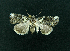  ( - AOC Lep 02160)  @11 [ ] Copyright (2021) A.S. Ortiz Unspecified