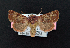  ( - AOC Lep 02161)  @11 [ ] Copyright (2021) A.S. Ortiz Unspecified