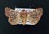  ( - AOC Lep 02162)  @11 [ ] Copyright (2021) A.S. Ortiz Unspecified