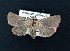  ( - AOC Lep 02163)  @11 [ ] Copyright (2021) A.S. Ortiz Unspecified