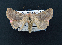  ( - AOC Lep 02164)  @11 [ ] Copyright (2021) A.S. Ortiz Unspecified