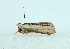  ( - AOC Lep 02191)  @11 [ ] Copyright (2021) A.S. Ortiz Unspecified