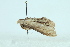  ( - AOC Lep 02192)  @11 [ ] Copyright (2021) A.S. Ortiz Unspecified