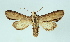  ( - AOC Lep 02195)  @11 [ ] Copyright (2021) A.S. Ortiz Unspecified