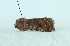  ( - AOC Lep 02199)  @11 [ ] Copyright (2021) A.S. Ortiz Unspecified