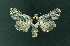 ( - AOC Lep 02210)  @11 [ ] Copyright (2021) A.S. Ortiz Unspecified