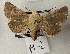  ( - AOC Lep 02234)  @11 [ ] Copyright (2021) A.S. Ortiz Unspecified