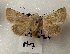 (Metopoceras sp. AOC04 - AOC Lep 02237)  @11 [ ] Copyright (2021) A.S. Ortiz Unspecified