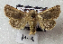  (Metopoceras sp. AOC05 - AOC Lep 02238)  @11 [ ] Copyright (2021) A.S. Ortiz Unspecified