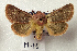  (Metopoceras sp. AOC06 - AOC Lep 02239)  @11 [ ] Copyright (2021) A.S. Ortiz Unspecified